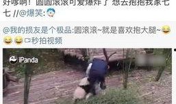 王思聪熊猫爆料视频大全,揭秘娱乐圈幕后真相